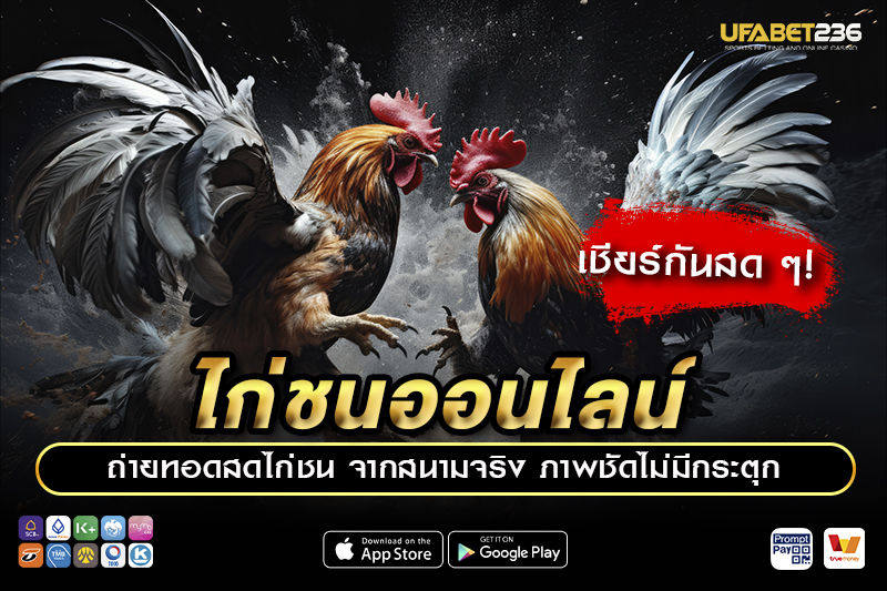 สนามชนไก่และรายการแข่งขัน