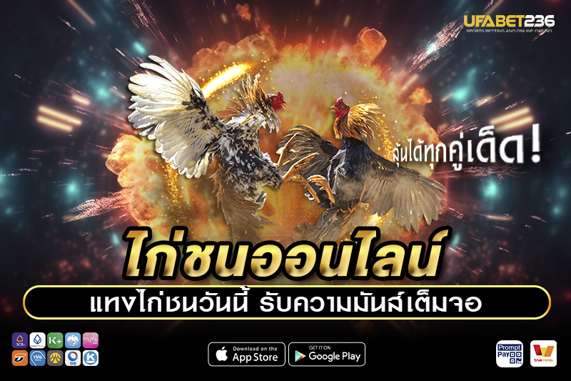 รู้จักสายพันธุ์ไก่ชนยอดนิยม