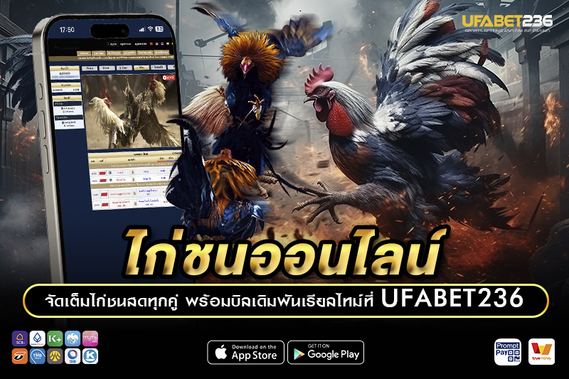 ไก่ชนออนไลน์ เทคนิคเลือกสายพันธุ์